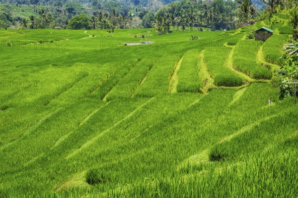 Jatiluwih, rice terrace, rice, agribusiness, agriculture, export, tourism, travel, landscape,