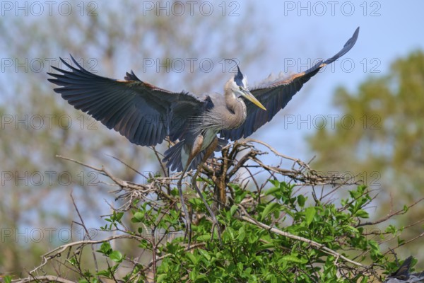 Two Great blue heron (Ardea herodias), with outstretched wings perched on branches surrounded by