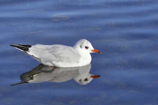 Black-headed gull (Chroicocephalus ridibundus), swimming on the lake with reflection, Prien,