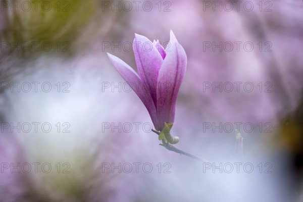Magnolias (Magnolia) in bloom at Hohenheim Palace. Exotic and Botanical Garden of the University of