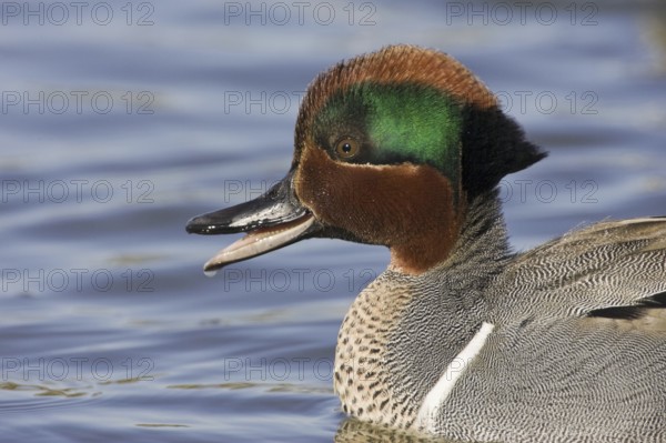Green-winged Teal (Anas carolinensis) male, California, USA, North America