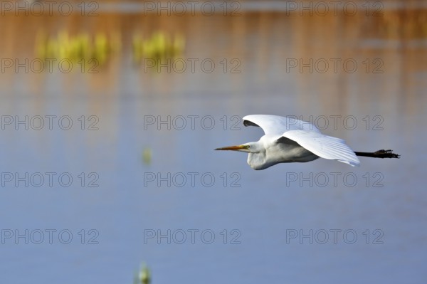 Great White Egret (Ardea alba) in flight over the water in front of a reed edge in the morning