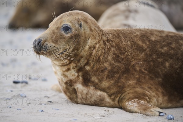Grey seal (Halichoerus grypus), portrait, on the beach, Düne, Helgoland, Schleswig-Holstein,