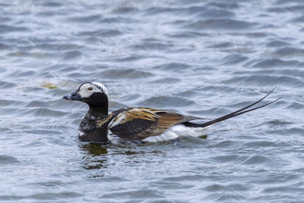 Long-tailed duck (Clangula hyemalis, Anas hyemalis) male in breeding plumage swimming in pond on