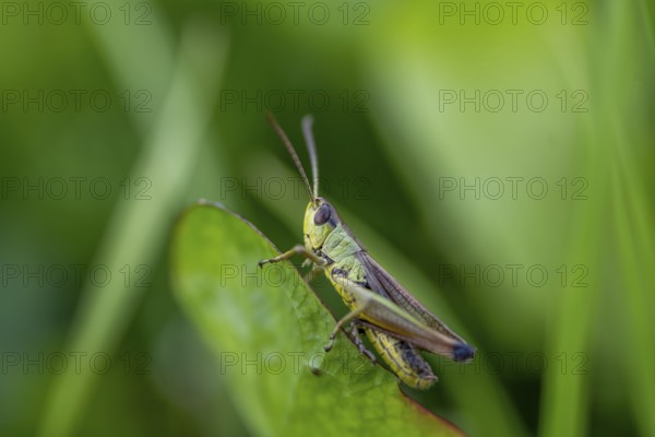 Great green bush cricket (locusta), grasshopper, on a blade of grass in a meadow, Tyrol, Austria,