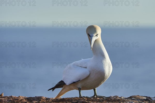 Northern gannet (Morus bassanus) standing on the cliff with the sea in the background, wildlife,