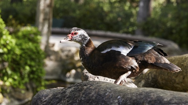 Brown and white duck (anas) on a tree trunk in a sunlit forest landscape, Rodini Park, City Park,