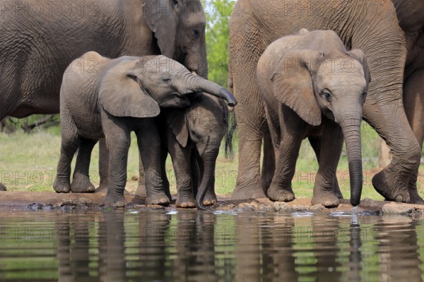 African elephant (Loxodonta africana), three young animals, at the water, drinking, group, Kruger