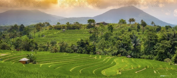 Jatiluwih, rice terrace, rice, agriculture, agriculture, panorama, evening mood, export, tourism,