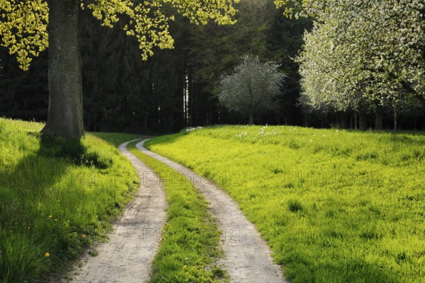 Curved field path leads between oak and blossoming fruit trees into the forest, Canton Thurgau,