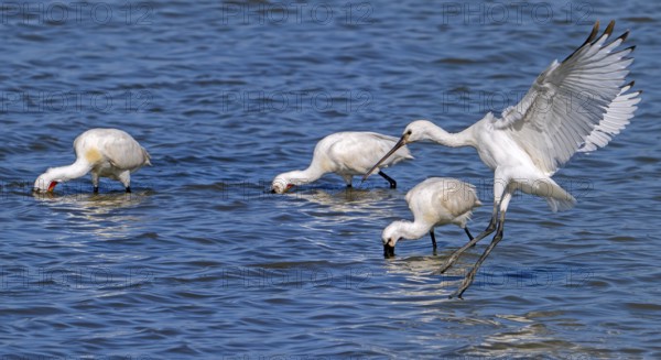 Flock of Eurasian spoonbills, common spoonbill (Platalea leucorodia) juveniles and adults foraging