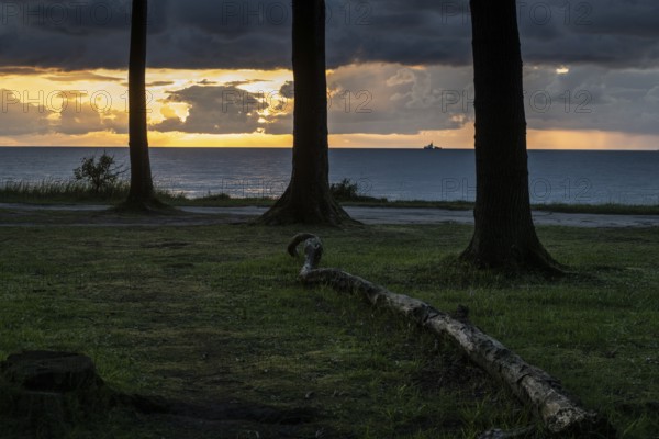 Beech forest (Fagus sylvatica), Ghost Forest Nienhagen, Mecklenburg-Western Pomerania, Germany,