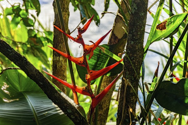 Native flower, Heliconia acuminata, inside the preserved rainforest in Ilhabela, coast of São