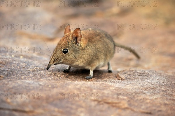 Short-eared elephant shrew, (Macroscelides probosideus), adult, foraging, Mountain Zebra National