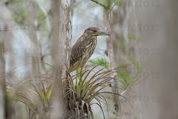 Night heron (Nycticorax nycticorax), young bird on Bromelia, spring, Everglades National Park,