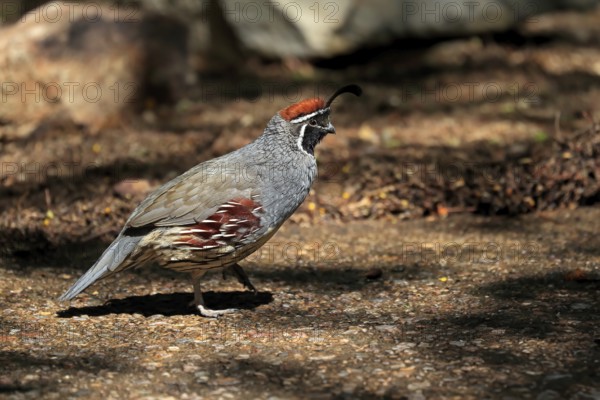 Gambel's quail (Callipepla gambelii), adult, male, running, Sonoran Desert, Arizona, North America,