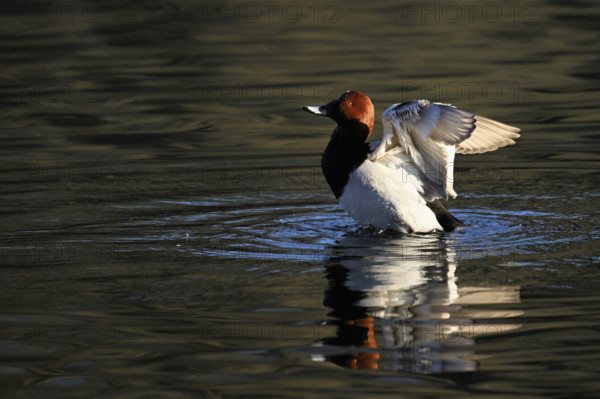 Common Pochard (Aythya ferina), male taking off from the water, Rootsee, Canton Lucerne,