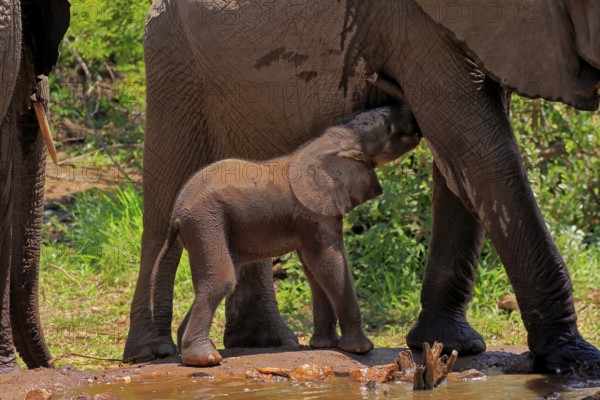 African elephant (Loxodonta africana), young animal, calf, baby elephant, mother, young animal with