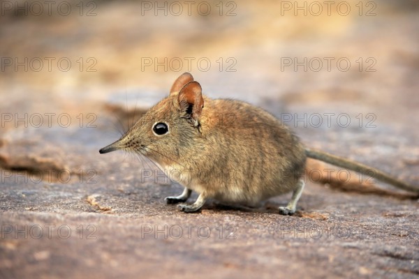 Short-eared elephant shrew, (Macroscelides probosideus), adult, foraging, Mountain Zebra National