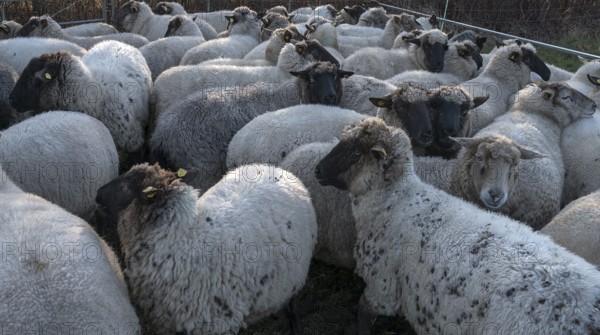Black-headed domestic sheep (Ovis gmelini aries) for loading in the pen, Mecklenburg-Vorpommern,