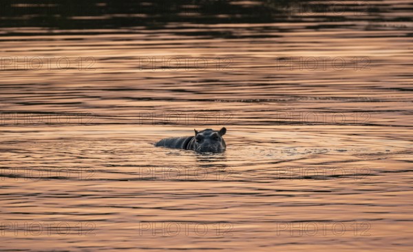 Hippopotamus (Hippopatamus amphibius), young animal in the water at sunset, Sabie River, Kruger