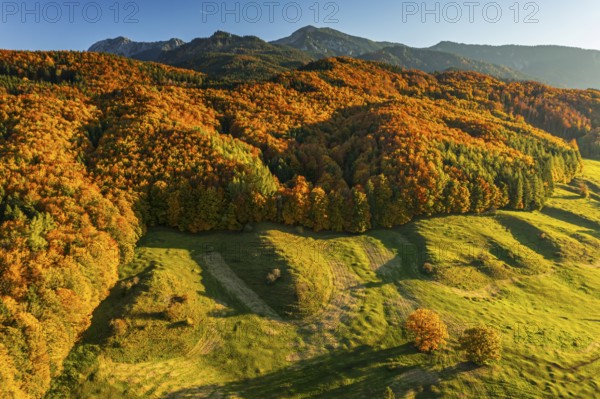 Aerial view of a mountain forest in front of mountains in autumn, sunny, Ohlstadt, view of