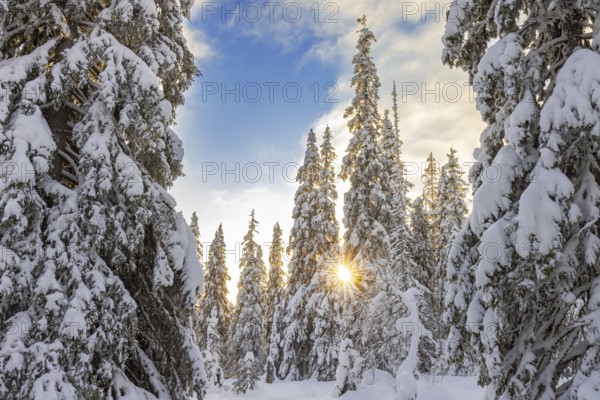 Tykky forest, snow covered spruce trees on the taiga at sunrise in winter, Riisitunturi National