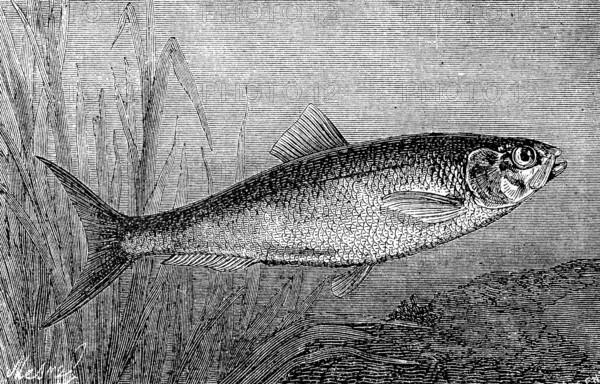 Shad or Alse, Alose, Alosa alosa, Historical, digital reproduction of an original from the 19th