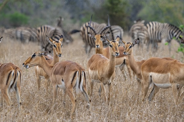 Herd of impala (Aepyceros melampus) in tall grass, black heeler antelope, Kruger National Park,
