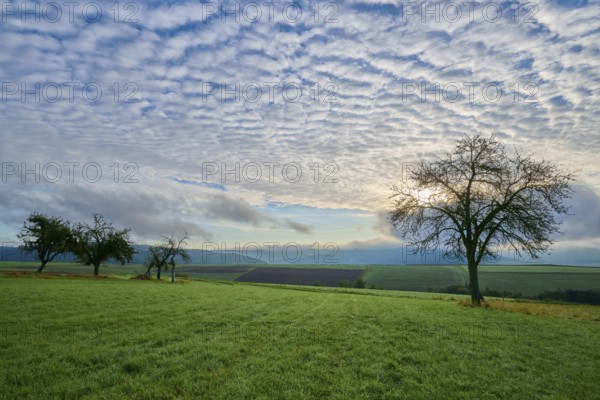 Green orchard meadow, apple tree, under a cloudy sky at sunrise in a quiet landscape, autumn,