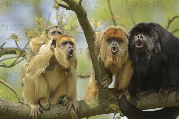 Black howler (Alouatta caraya), male and female calling with young, captive, occurring in South