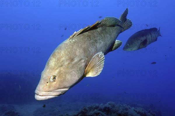 Dusky Grouper (Epinephelus marginatus) swimming through blue sea water over reef, Mediterranean Sea