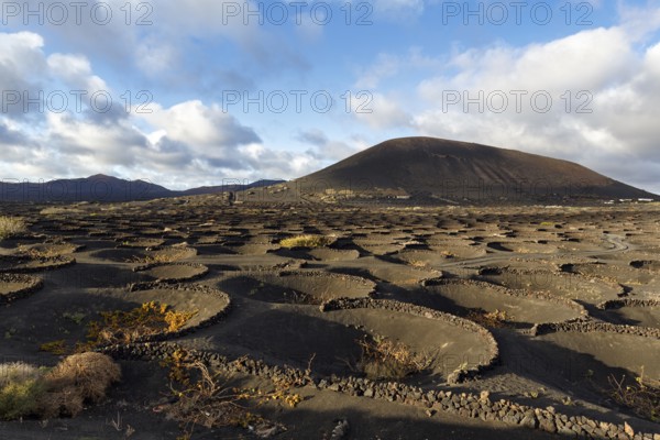 Wine-growing on volcanic soil, typical landscape with volcanic mountains on the horizon, La Geria