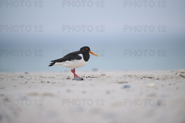 Eurasian oystercatcher (Haematopus ostralegus) on the beach, Düne, Helgoland, Schleswig-Holstein,