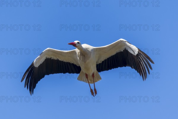 A stork flies through the blue sky with its wings wide open, white stork (Ciconia ciconia),