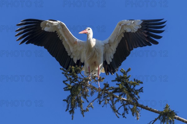 White stork with spread wings standing on a tree branch under a blue sky, White stork (Ciconia