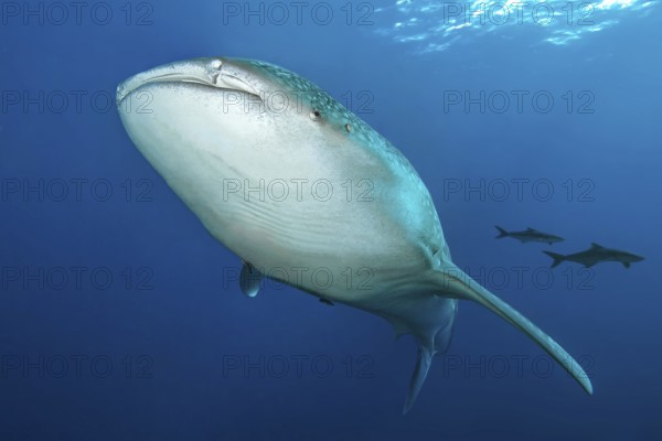 Underwater photo of great whale shark (Rhincodon typus) harmless plankton eater swimming through