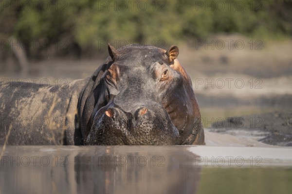 Hippo (Hippopotamus amphibius) portrait. Front view of the face and head. Adult animal is in water.