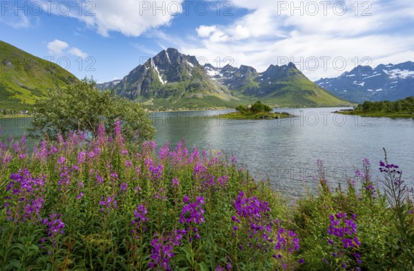 Pink flowers, blooming balsam at the fjord Austnesfjorden, idyllic mountains and fjord landscape,