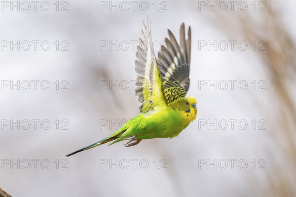 Budgerigar (Melopsittacus undulatus), flying from a branch, Bavaria, Germany, Europe
