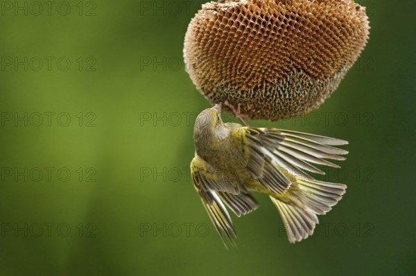 European Greenfinch (Chloris chloris) male at a sunflower (Helianthus annuus), Mecklenburg-Western