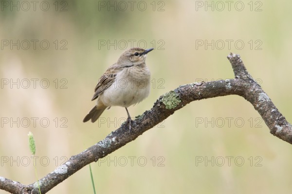 Rufous Songlark (Megalurus mathewsi) perched on a branch, Victoria, Australia, Oceania