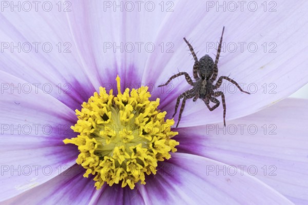 Runner wolf (Pardosa sp.) crawling on a purple flower with yellow centre, Hesse, Germany, Europe