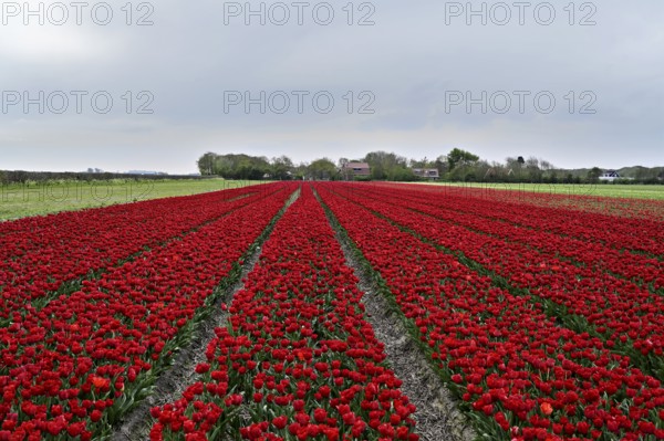 Tulip field with intense red flowers as a splash of colour in nature, Tulips (Tulipa), Texel, North