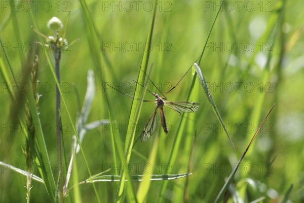 Crane fly (Tipulidae), Nephrotoma, Long-horned fly, Insect, Macro, Crane fly clings with its long