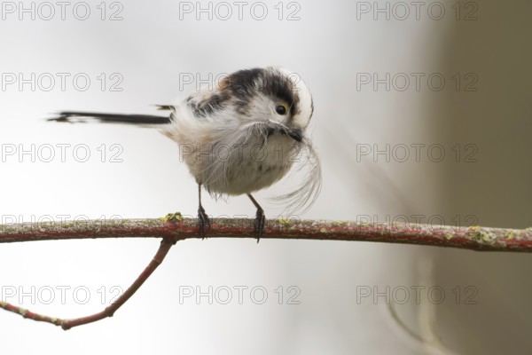 A long-tailed tit (Aegithalos caudatus) sitting on a branch and holding a feather in its beak,