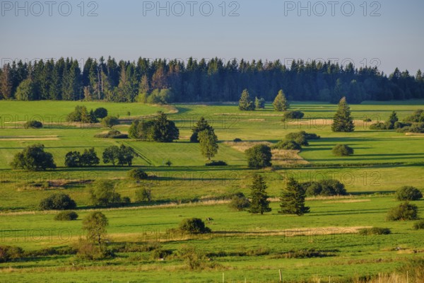 Juniper heaths, Hochrhönstraße, UNESCO biosphere reserve, near Hausen, Rhön, Bavarian Rhön, Rhön,