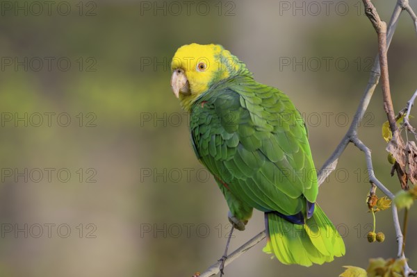 Yellow-headed Amazon (Amazona oratrix belizensis), on a sycamore branch, Stuttgart,