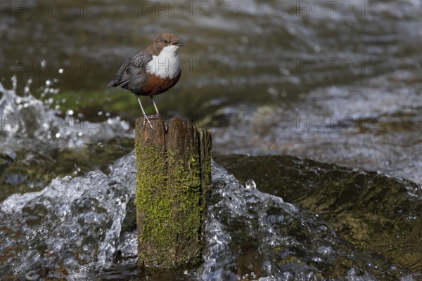 White-throated Dipper (Cinclus cinclus) singing on an old wooden pole in the water, Austria, Upper