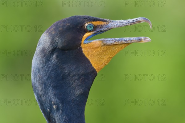 Double-crested cormorant (Phalacrocorax auritus), portrait, in spring, Wakodahatchee Wetlands,